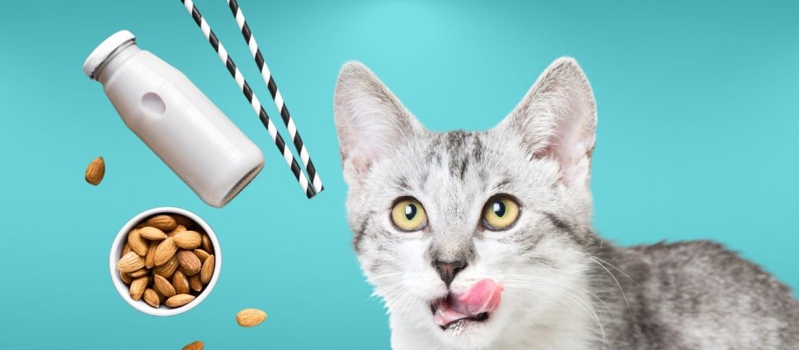 Can Cats Eat almond milk?
