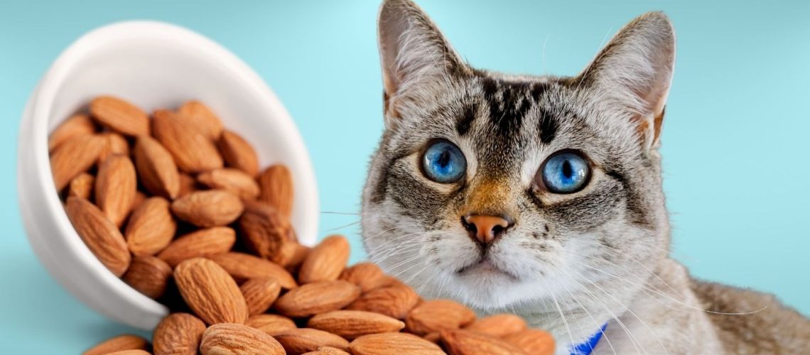 Can Cats Eat almonds?