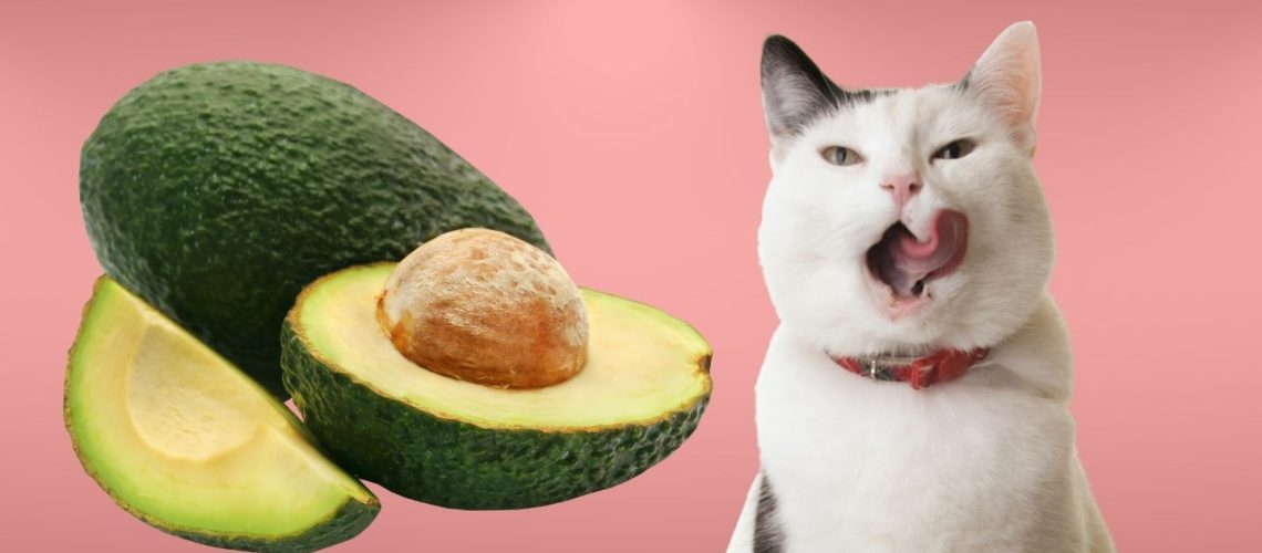 Can Cats Eat avocado?