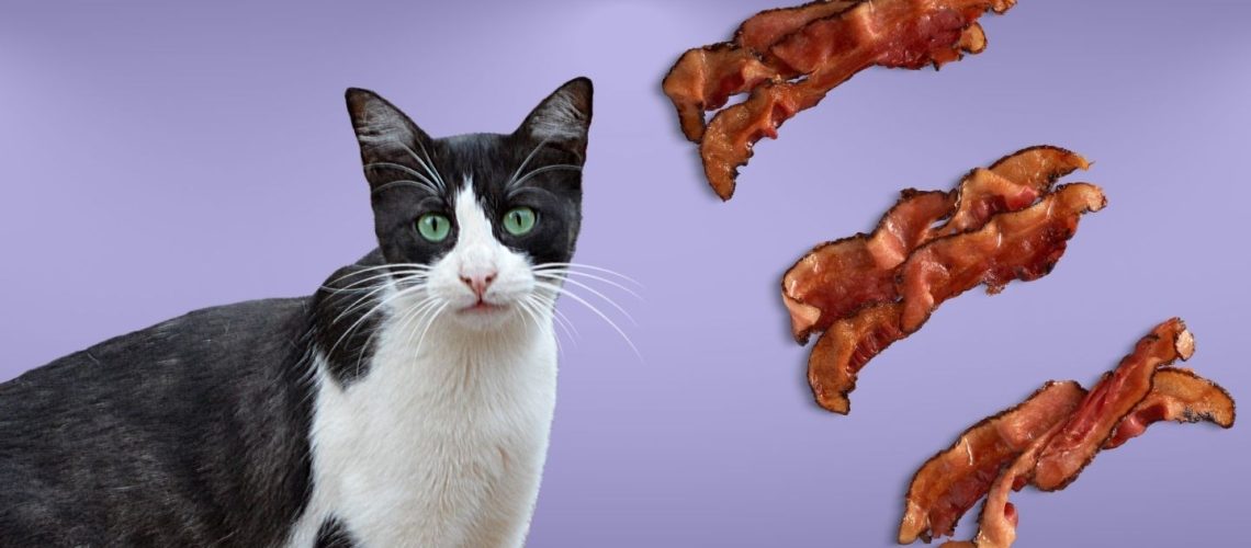 Can Cats Eat bacon?