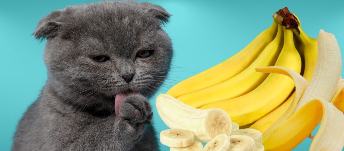 Can Cats Eat bananas?