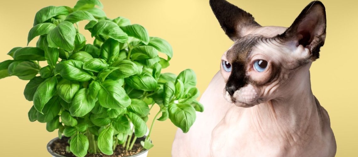 Can Cats Eat basil?