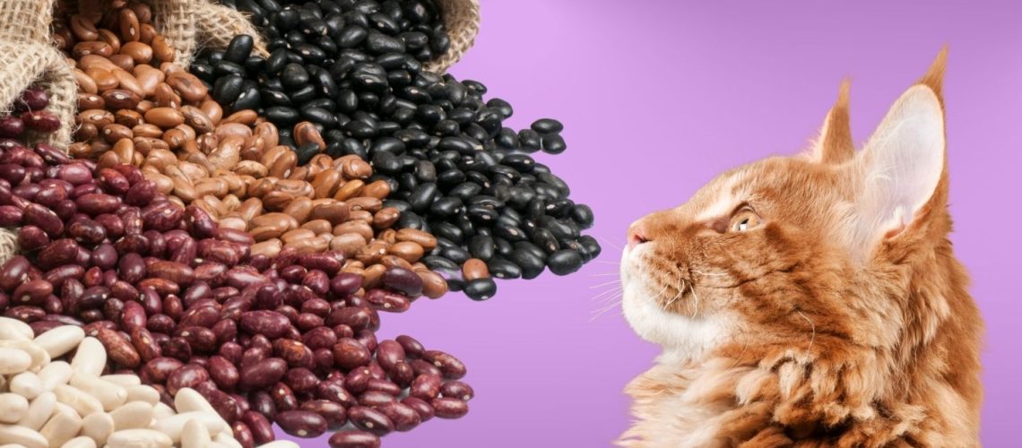 Can Cats Eat beans?