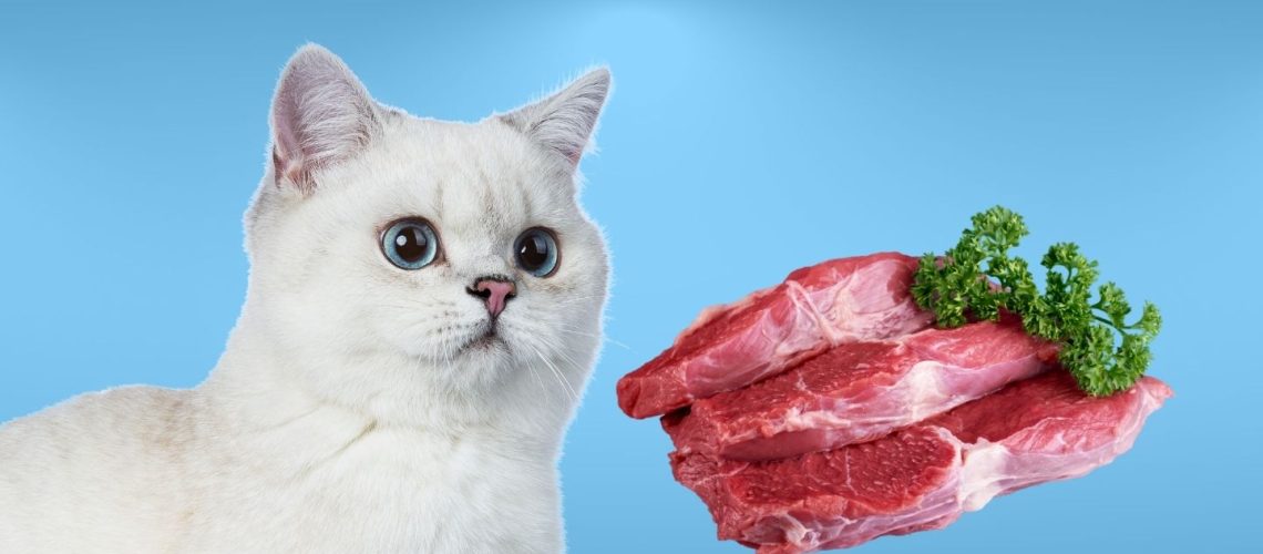 Can Cats Eat beef?