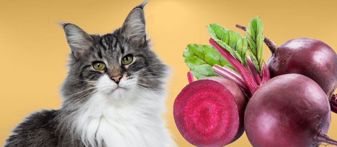 Can Cats Eat beets?