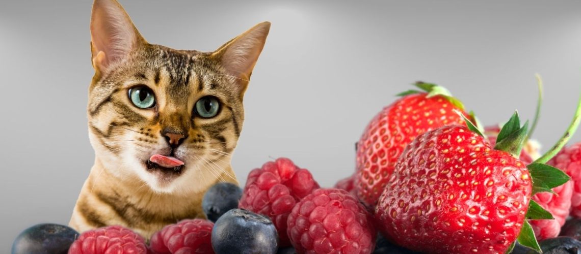 Can Cats Eat berries?