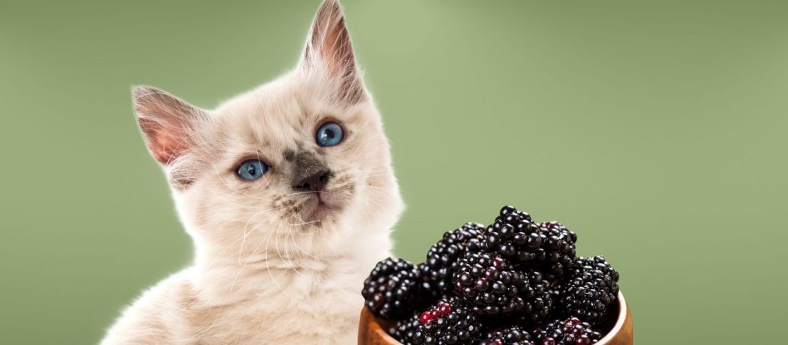 Can Cats Eat blackberries?