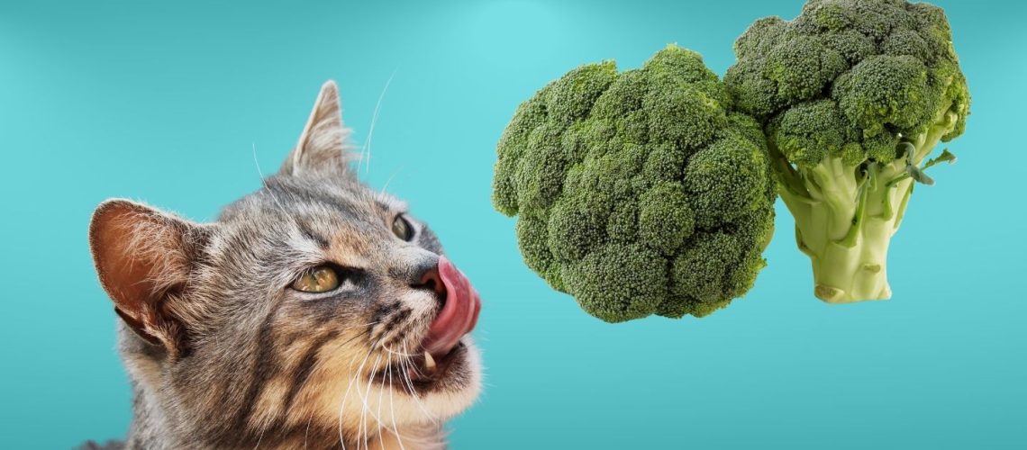 Can Cats Eat broccoli?