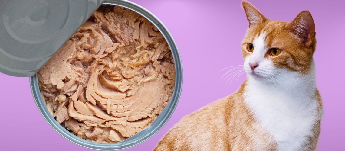 Can Cats Eat canned tuna?