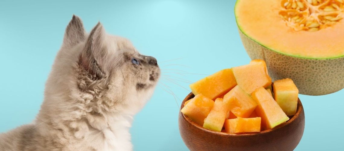 Can Cats Eat cantaloupe?