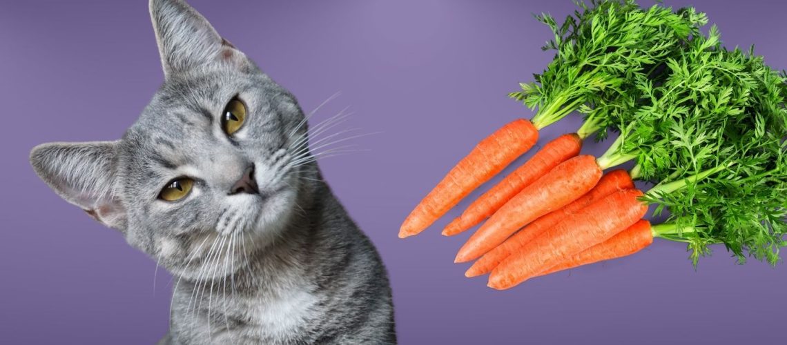 Can Cats Eat carrots?