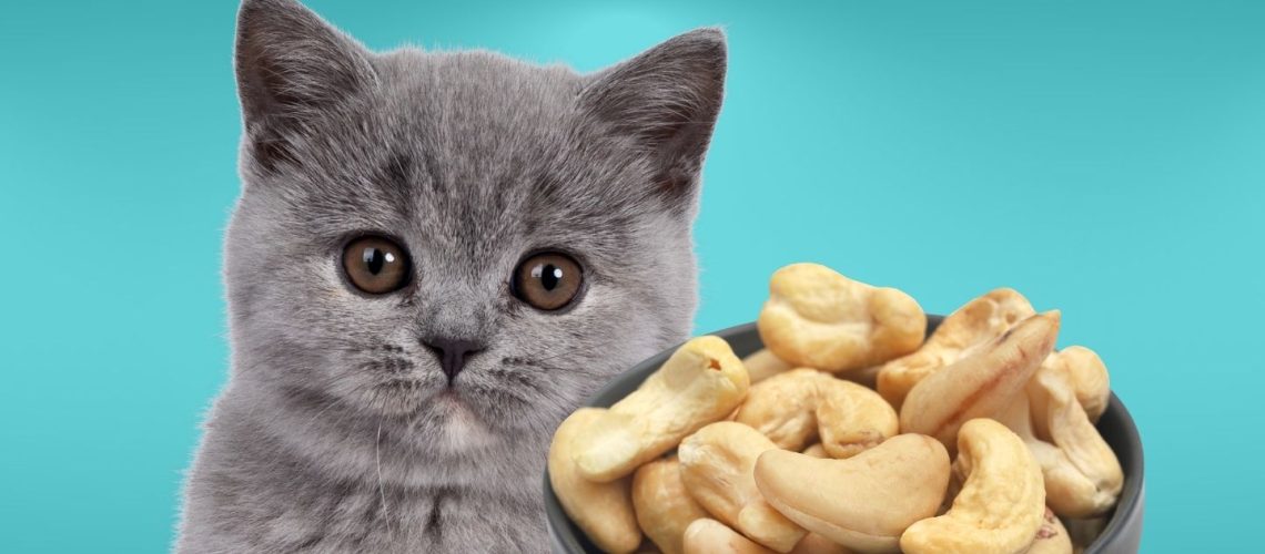 Can Cats Eat Cashews? The Truth About Feline Nutrition