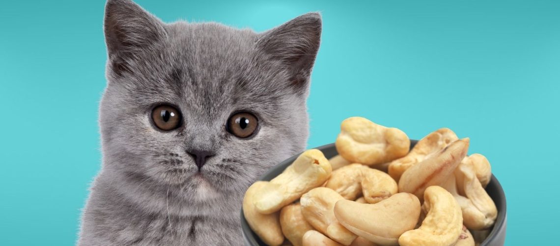 Can Cats Eat cashews?