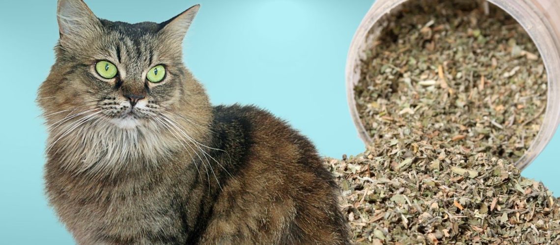 Can Cats Eat catnip?