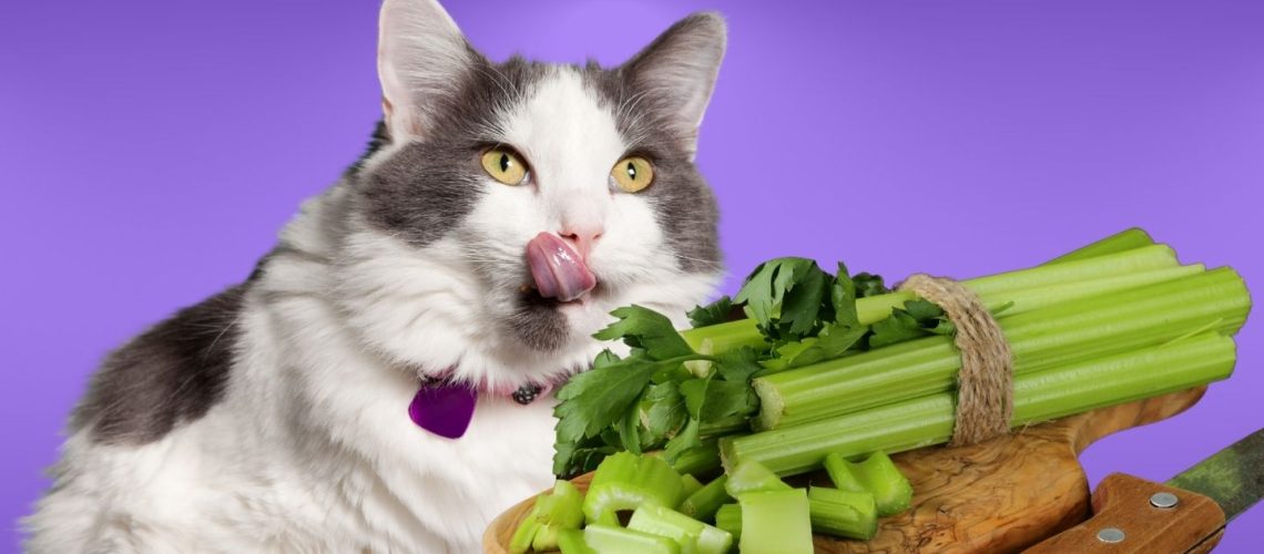Can Cats Eat celery?