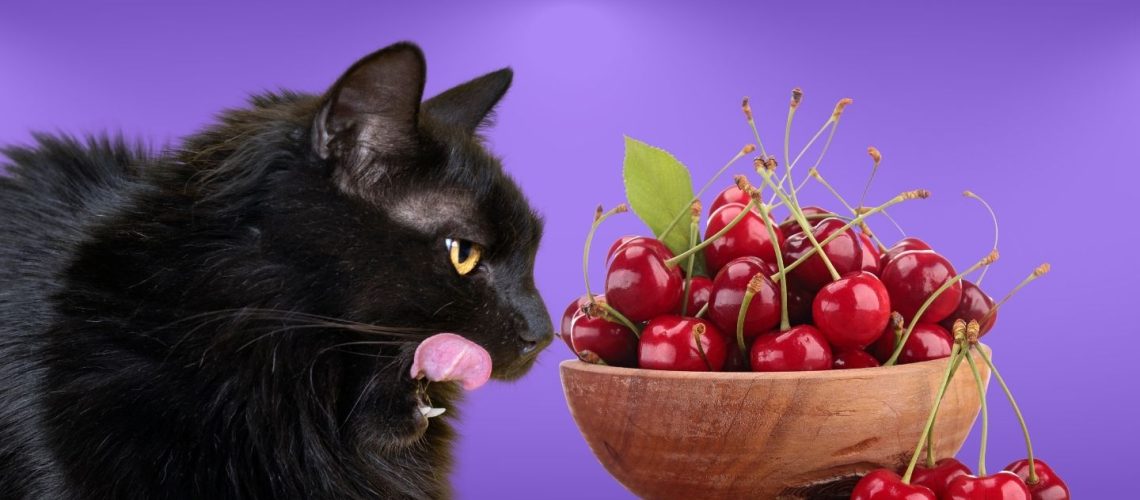 Can Cats Eat cherries?