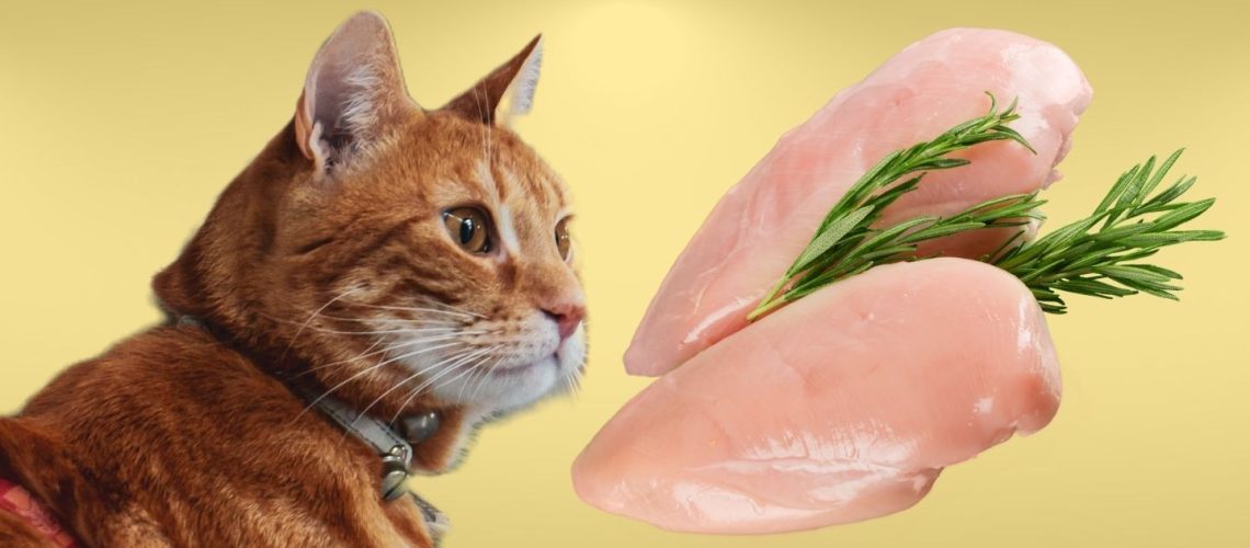 Can Cats Eat Chicken? The Dos and Don'ts