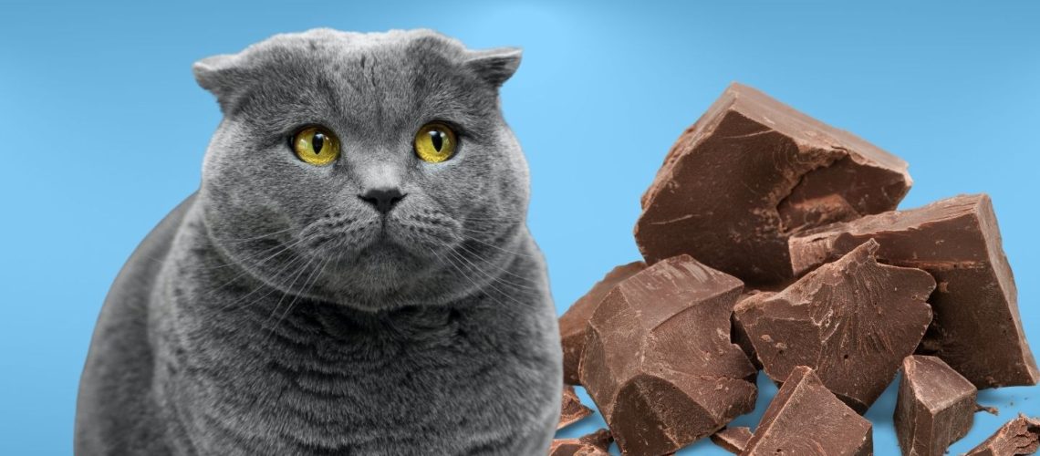 Can Cats Eat chocolate?