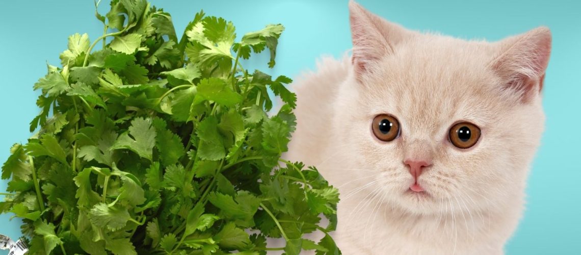 Can Cats Eat cilantro?