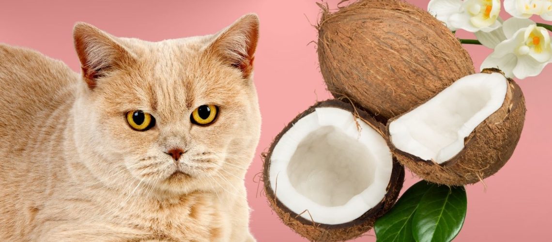 Can Cats Eat coconut?