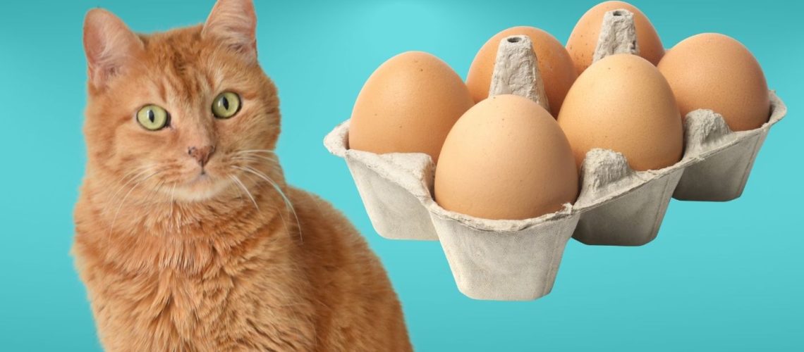 Can Cats Eat eggs?