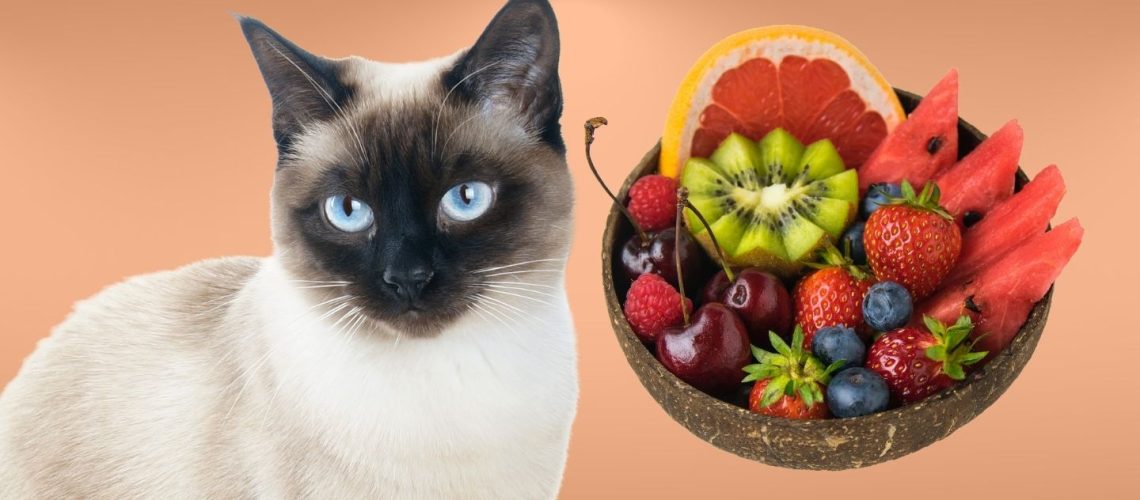 Can Cats Eat Fruit? Everything You Need To Know