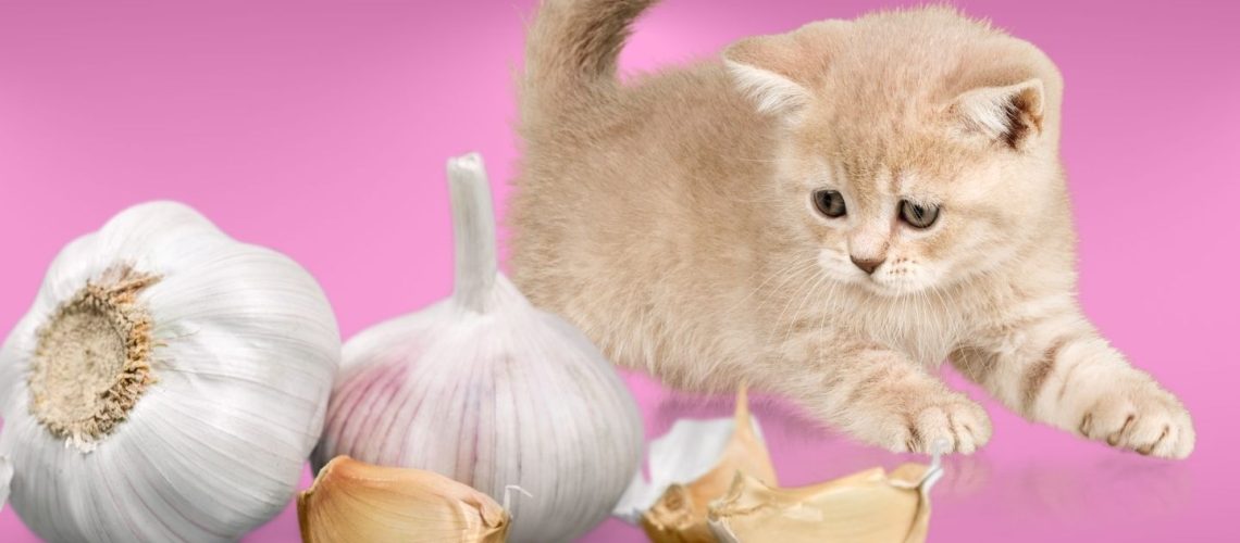 Can Cats Eat garlic?