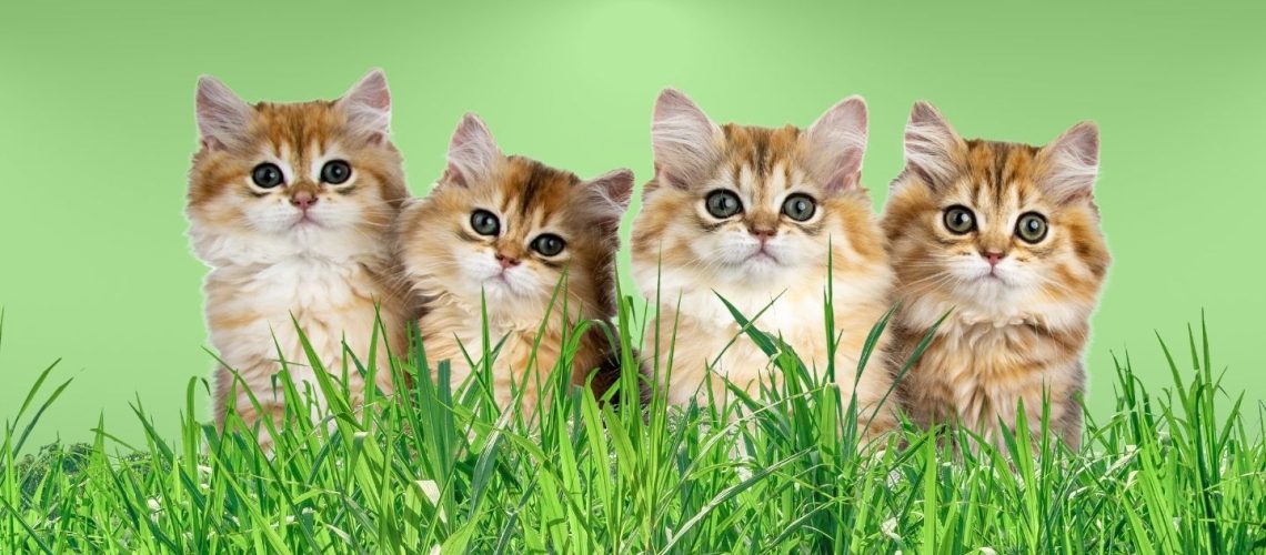 Can Cats Eat grass?
