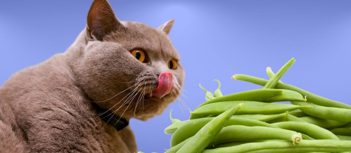 Can Cats Eat green beans?