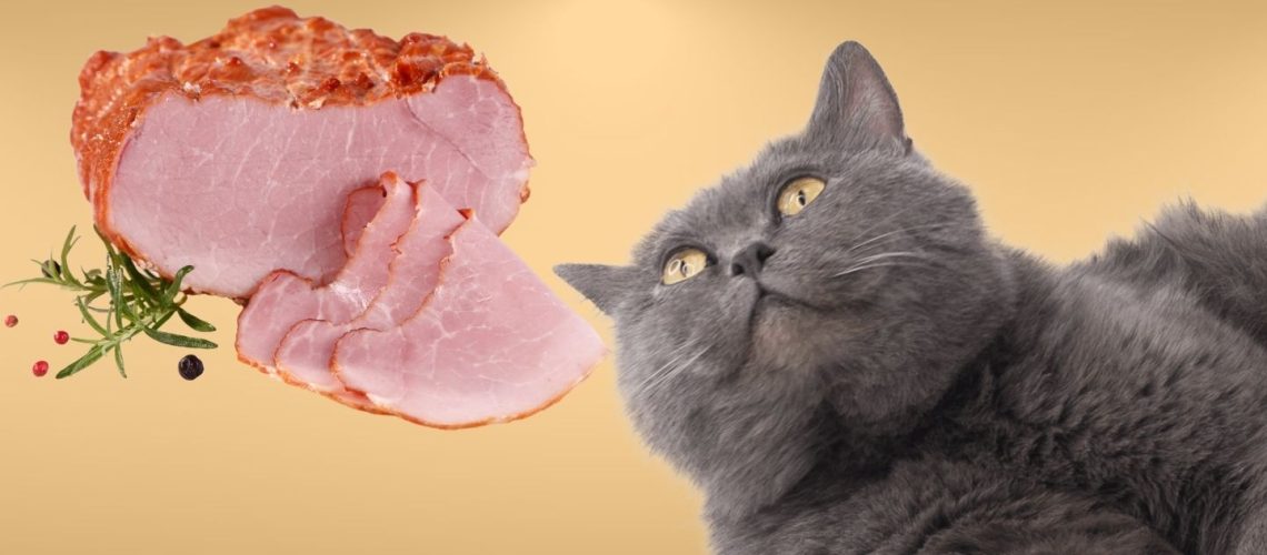 Can Cats Eat ham?