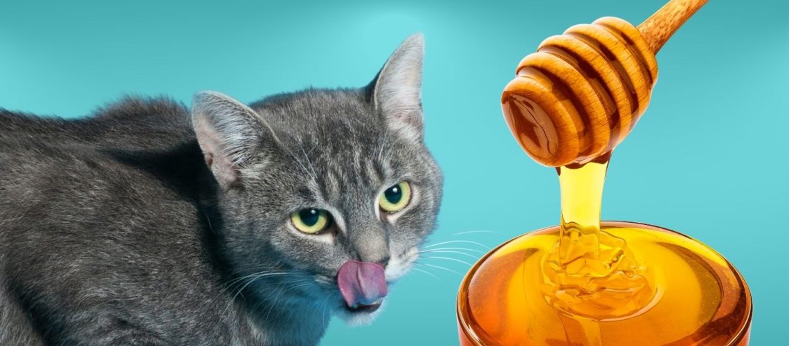 Can Cats Eat honey?