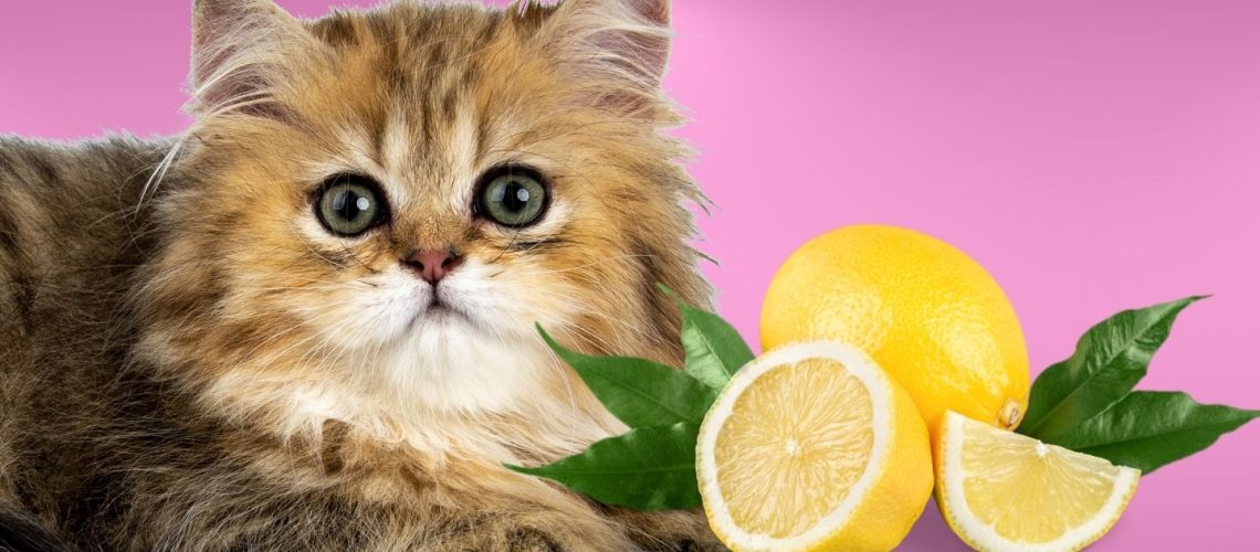 Can Cats Eat lemons?
