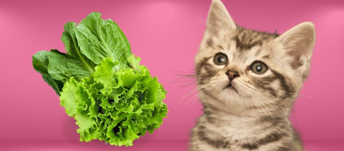 Can Cats Eat lettuce?