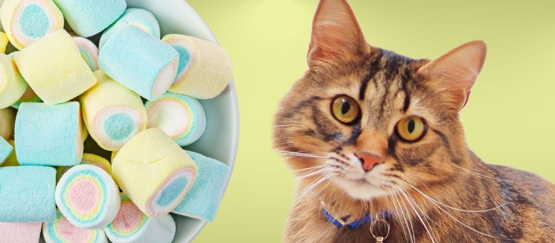 Can Cats Eat marshmallows?