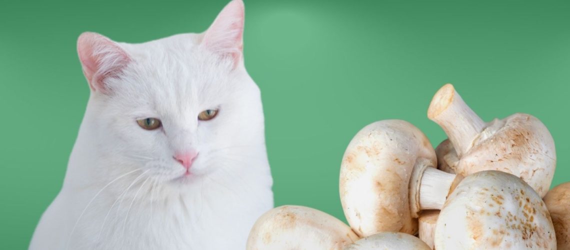 Can Cats Eat mushrooms?
