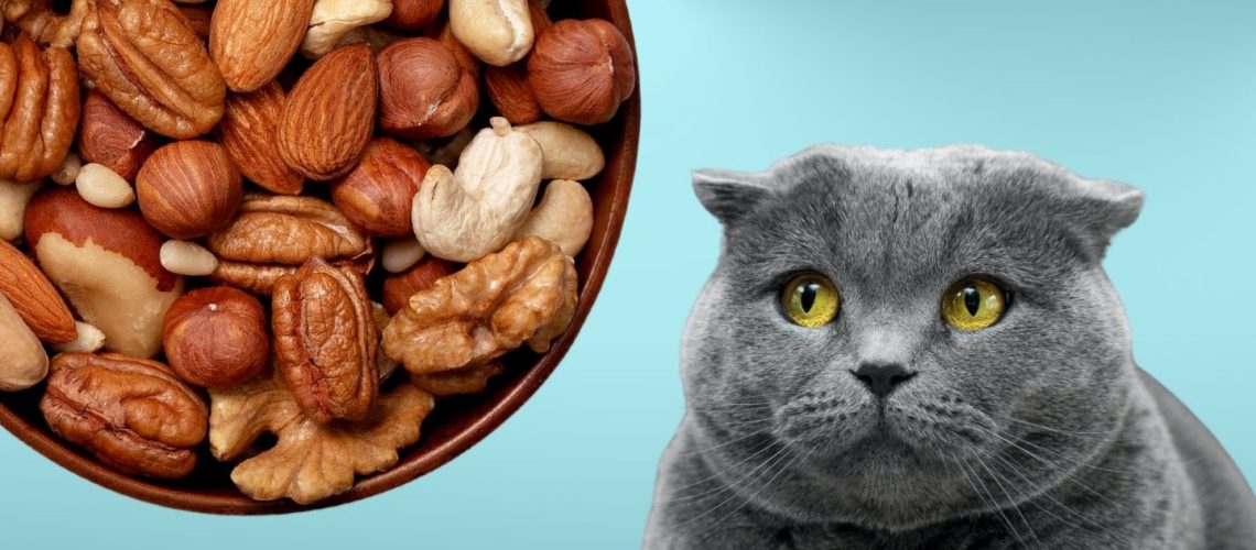 Can Cats Eat nuts?