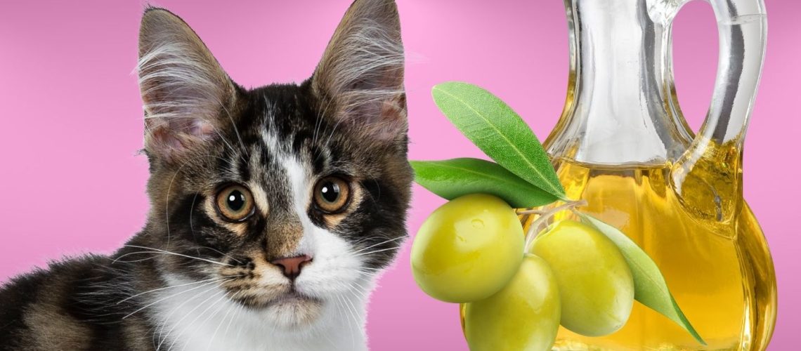 Can Cats Eat Olive Oil? The Risks And Dangers