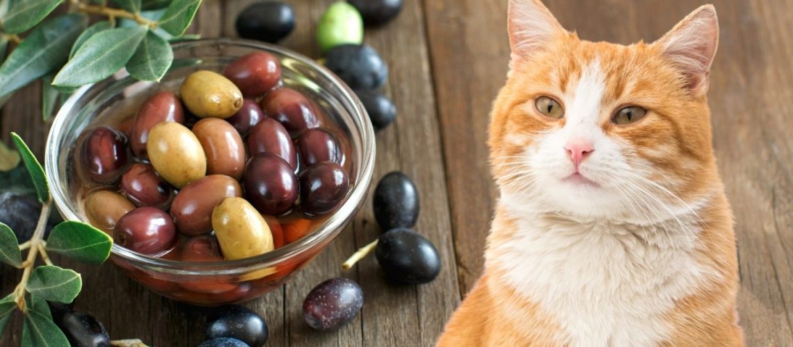 Can Cats Eat olives?
