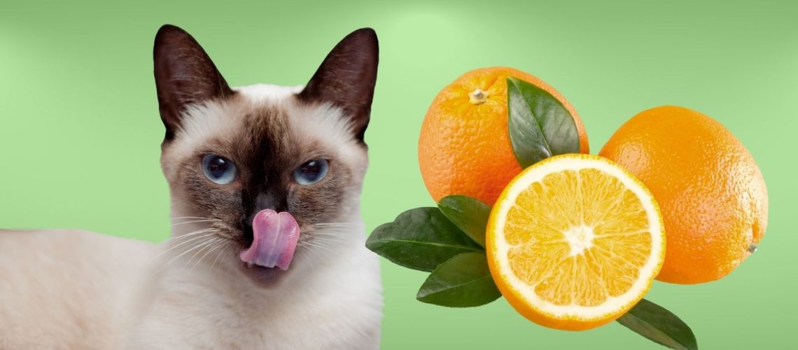 Can Cats Eat oranges?