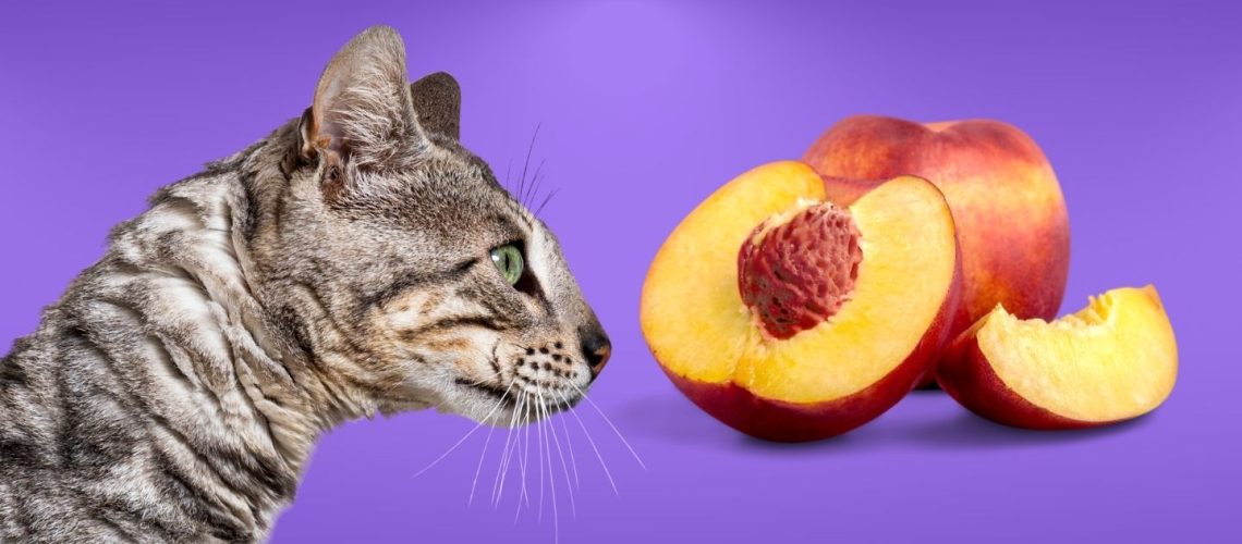 Can Cats Eat peaches?