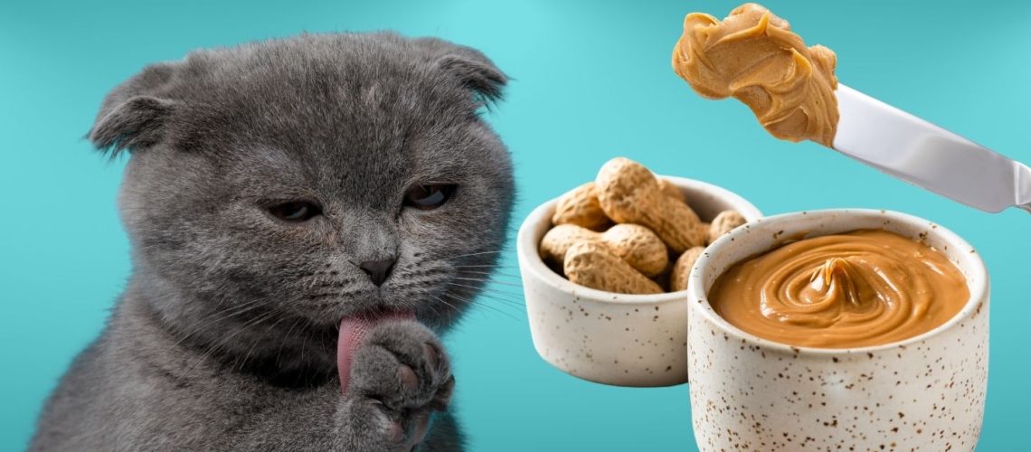 Can Cats Eat peanut butter?