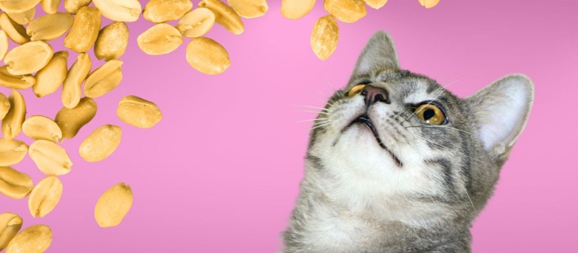 Can Cats Eat peanuts?