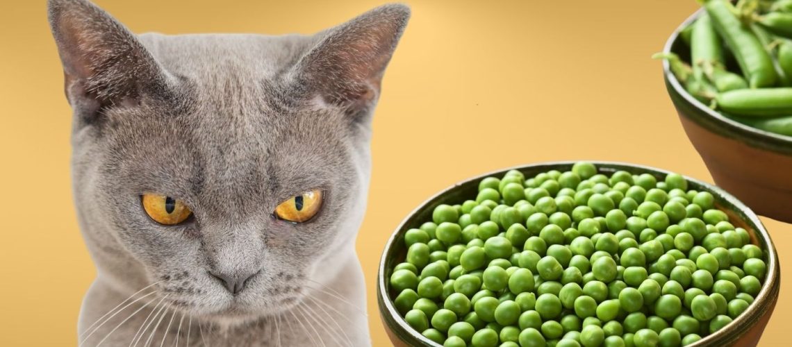 Can Cats Eat peas?