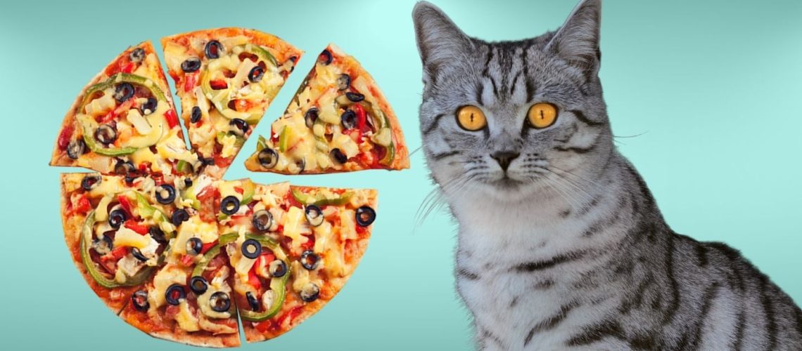 Can Cats Eat pizza?