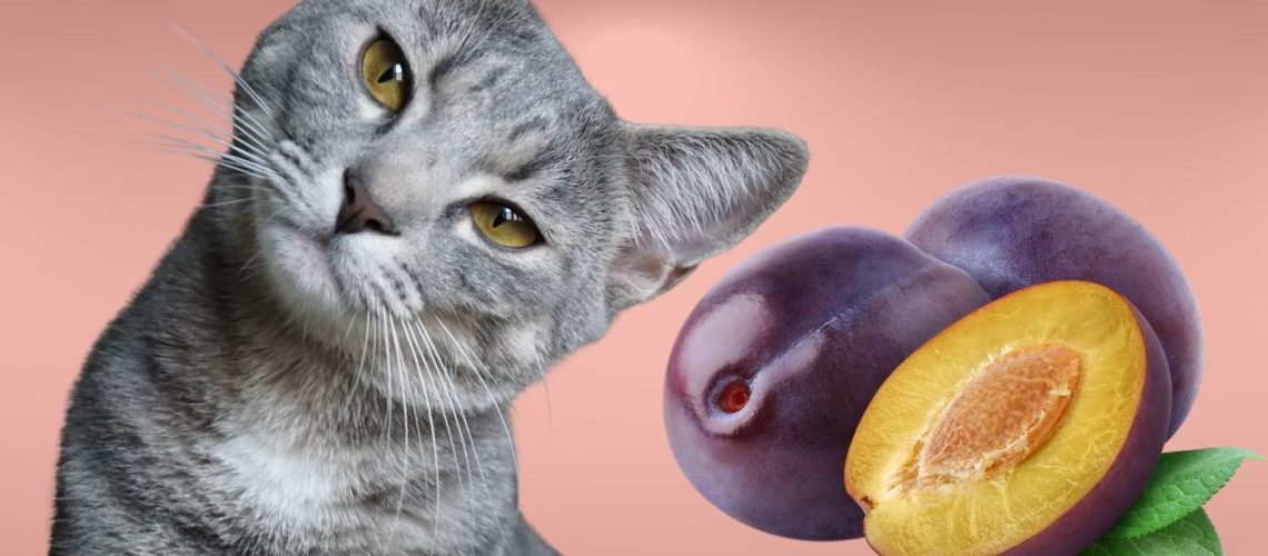 Can Cats Eat plums?