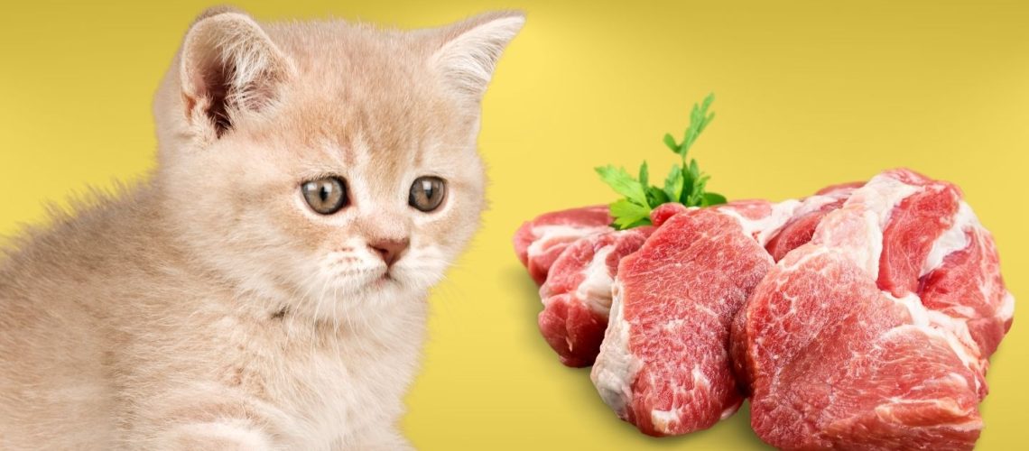 Can Cats Eat pork?