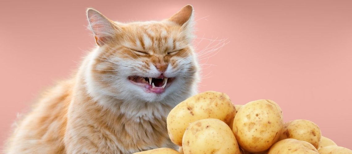 Can Cats Eat potatoes?