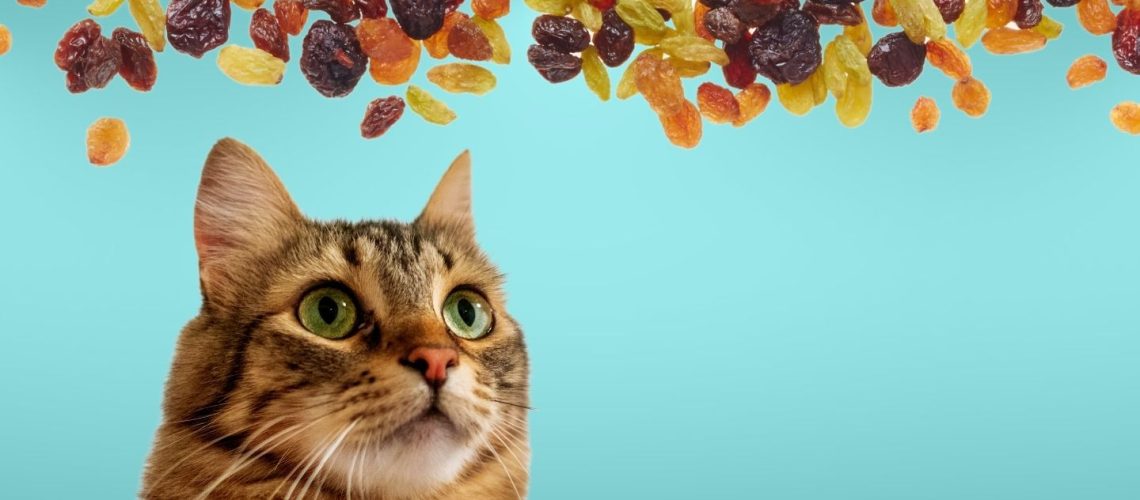 Can Cats Eat raisins?