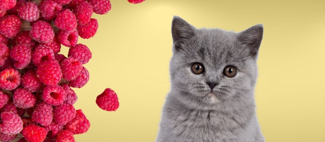 Can Cats Eat raspberries?