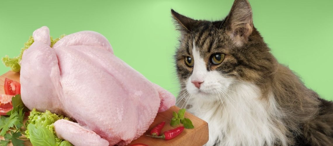 Can Cats Eat raw chicken?